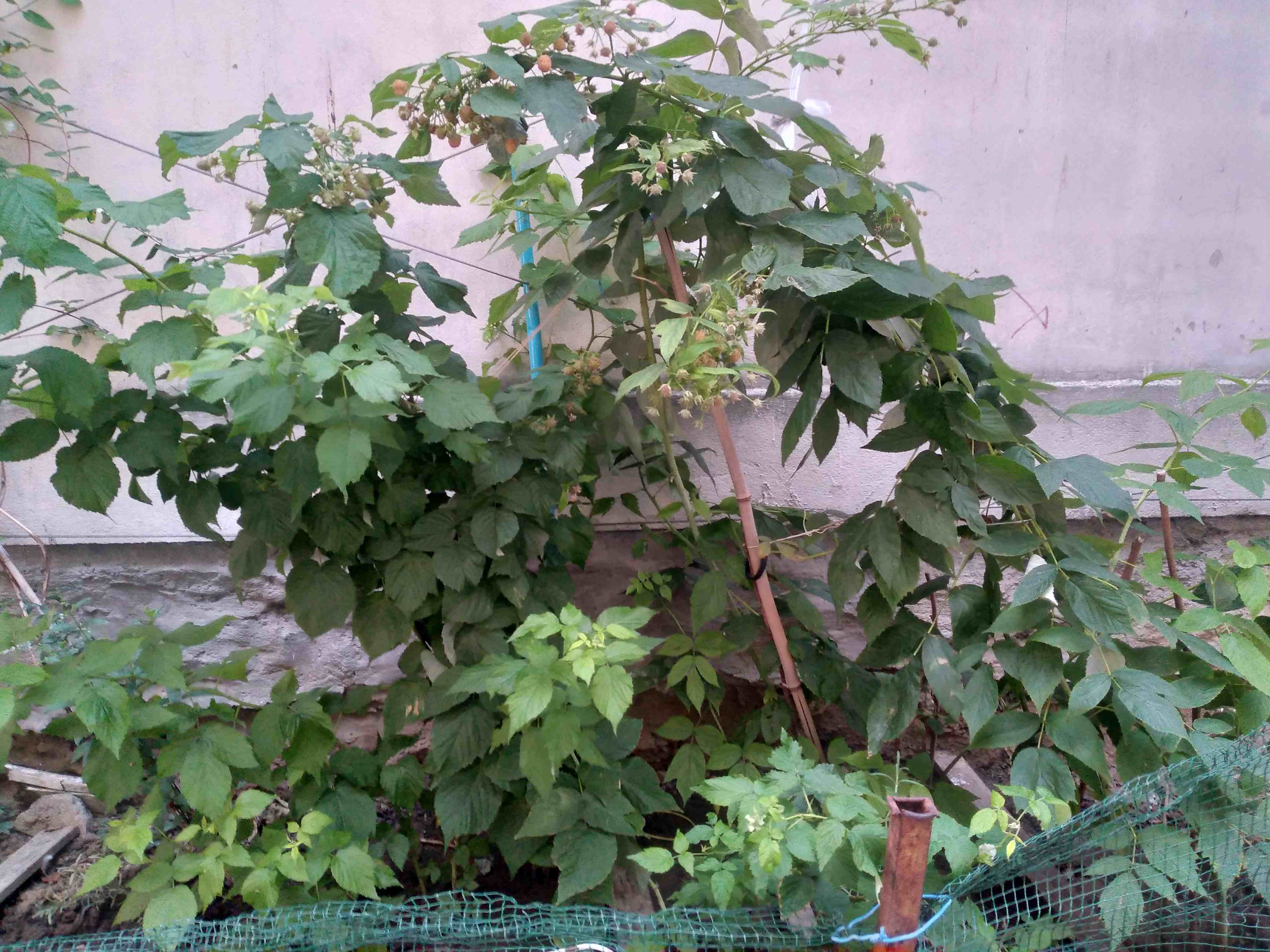 Le jardin partagé en pleine production