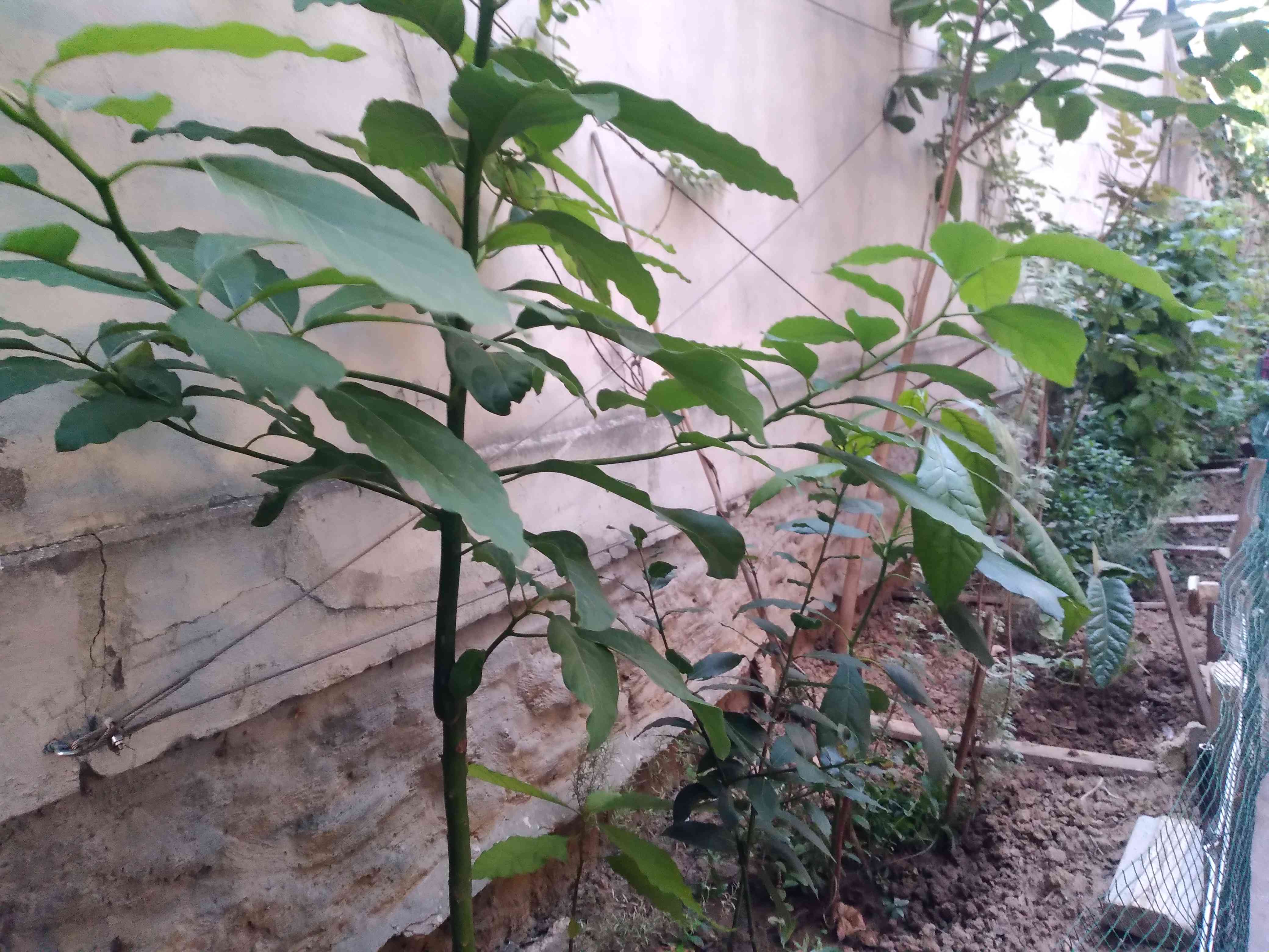 Chaque plante à sa place