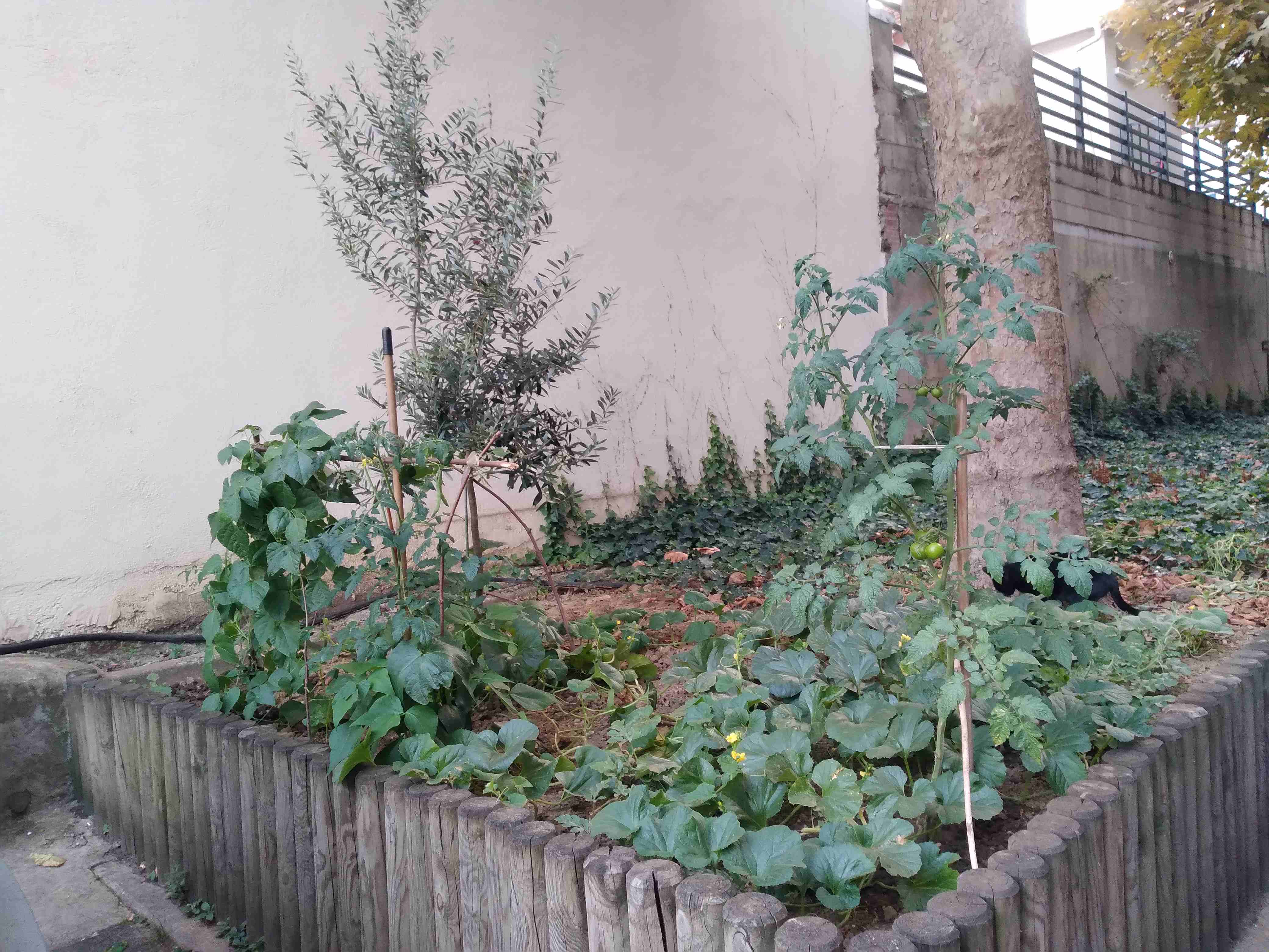 Croissance prometteuse dans le jardin partagé
